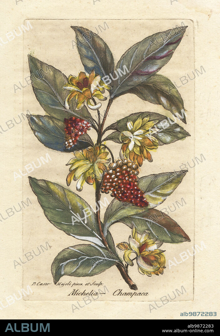 Champak, Magnolia champaca (As orange grape, Michelia champaca). South Asia and China. Handcoloured copperplate engraving by Giuseppe Bianchi after Cesare Majoli from Giovanni Hill's Decade di alberi curiosi ed eleganti piante, Decade of Curious and Elegant Trees and Plants, Nella Stamperia Salomoni, Rome, 1786. It had first been published by John Hill in London in 1773.