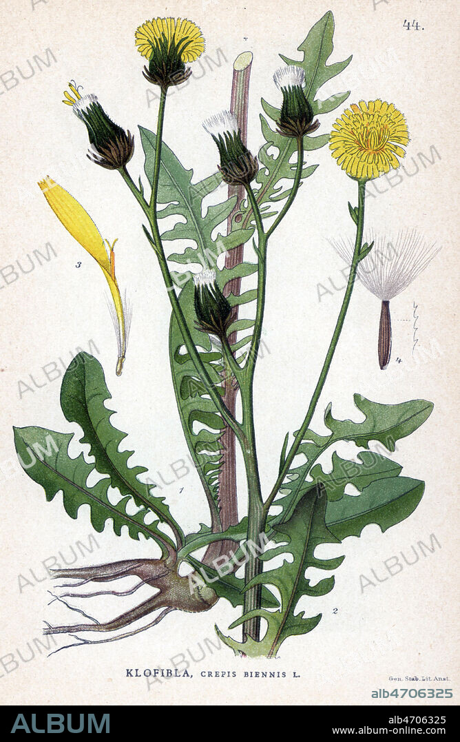 CREPIDE (ou CREPIS) Bisannuelle, Crepis biennis Chromolithographie in La FLORE des pays nordiques , 1905. les illustrations sont realisees a partir des oeuvres de Johan Wilhelm Palmstruch (1802-1843). Chromolithograph from Carl Lindman's "Bilder ur Nordens Flora" (Pictures of Northern Flora), Stockholm, Wahlstr¨m & Widstrand, 1905. Lindman (1856-1928) was Professor of Botany at the Swedish Museum of Natural History (Naturhistoriska Riksmuseet). The chromolithographs were based on Johan Wilhelm Palmstruch's "Svensk botanik" (1802-1843).