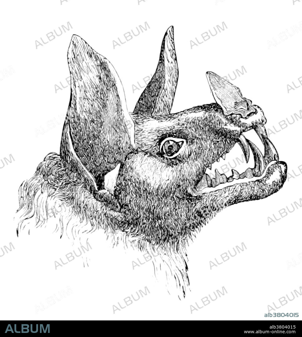 Vampire bats are bats whose food source is blood, a dietary trait called hematophagy. Three bat species feed solely on blood: the common vampire bat (Desmodus rotundus), the hairy-legged vampire bat (Diphylla ecaudata), and the white-winged vampire bat (Diaemus youngi). A vampire bat has front teeth that are specialized for cutting and the back teeth are much smaller than in other bats. The inferior colliculus, the part of the bat's brain that processes sound, is well adapted to detecting the regular breathing sounds of sleeping animals that serve as its main food source. While other bats have almost lost the ability to maneuver on land, vampire bats can walk, jump, and even run by using a unique, bounding gait, in which the forelimbs instead of the hindlimbs are recruited for force production, as the wings are much more powerful than the legs. Vampire bats use infrared radiation to locate blood hotspots on their prey. Image taken from page 555 of "Brazil and the Brazilians", 1897.