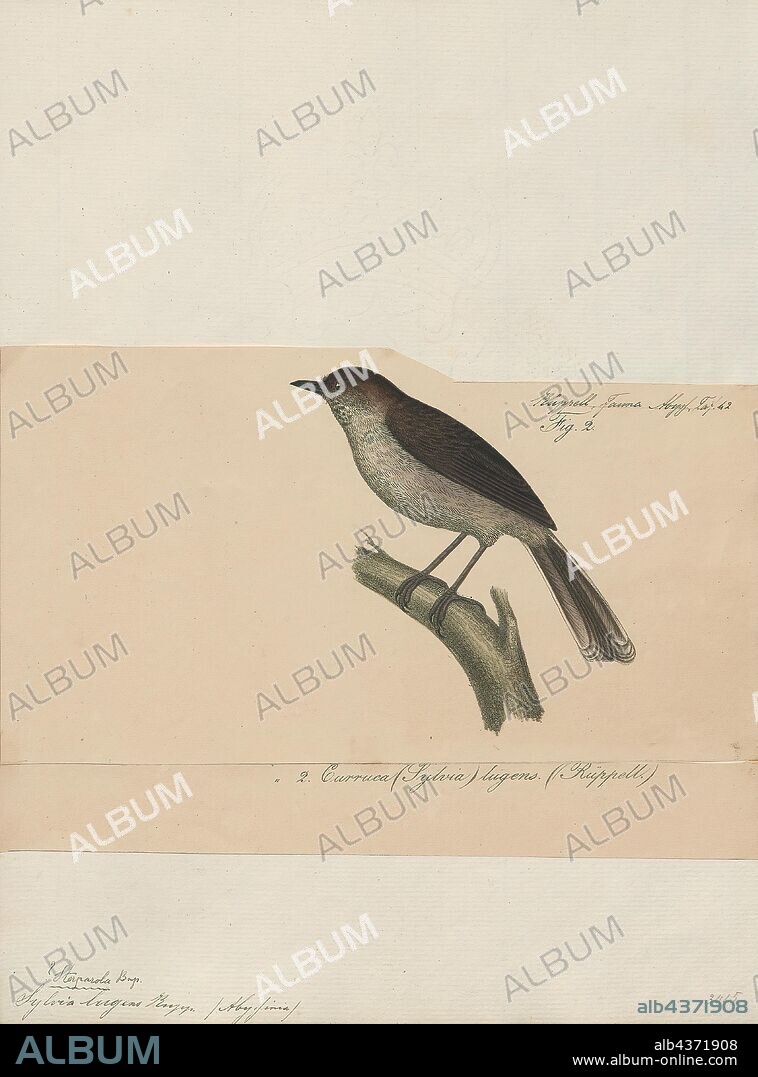 Sylvia lugens, Print, The brown parisoma or brown warbler (Sylvia lugens) is a typical warbler found in eastern Africa., 1835.