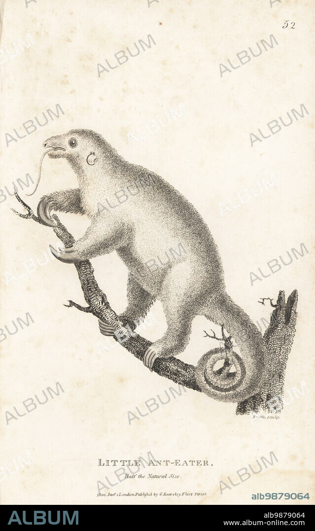 Silky anteater or pygmy anteater, Cyclopes didactylus. Little ant-eater, Myrmecophaga didactyla. After a beautiful specimen in the Leverian Museum. Copperplate engraving by Sarah Smith from George Shaws General Zoology: Mammalia, G. Kearsley, Fleet Street, London, 1800.