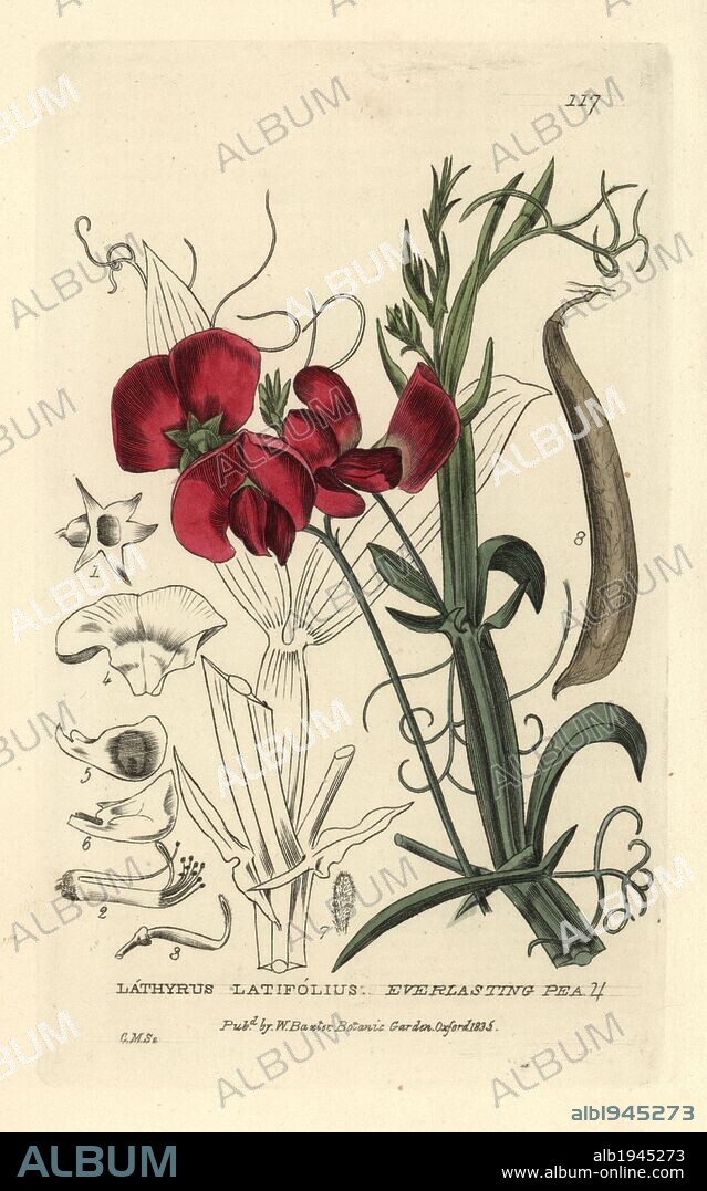 Everlasting pea, Lathyrus latifolius. Handcoloured copperplate engraving by Charles Mathews from William Baxter's "British Phaenogamous Botany" 1834. Scotsman William Baxter (1788-1871) was the curator of the Oxford Botanic Garden from 1813 to 1854.