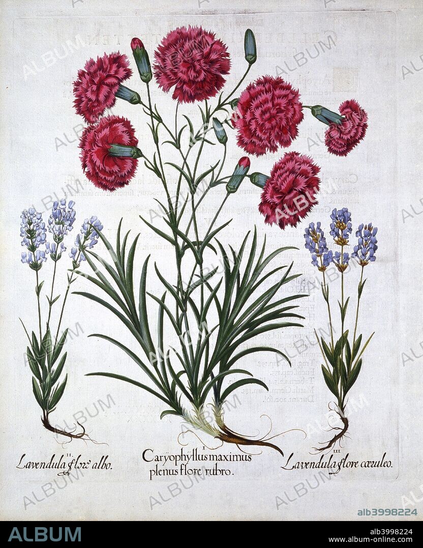 I Caryophyllus maximus plenus flore rubro II Lavendula flore albo III Lavendula flore coeruleo. Besler was an apothecary in Nuremberg and was in charge of the gardens at the Prince Bishop near Eichstat.