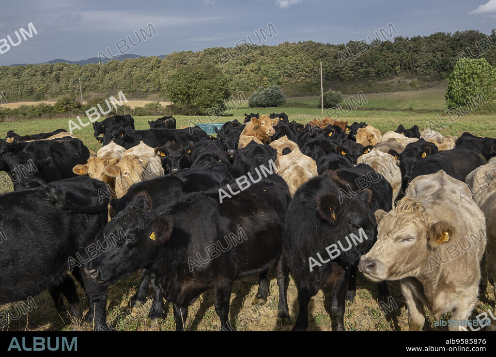 vacas en celo y toro cubriendolas, Bernedo, Alava, Pais Vasco, Spain.