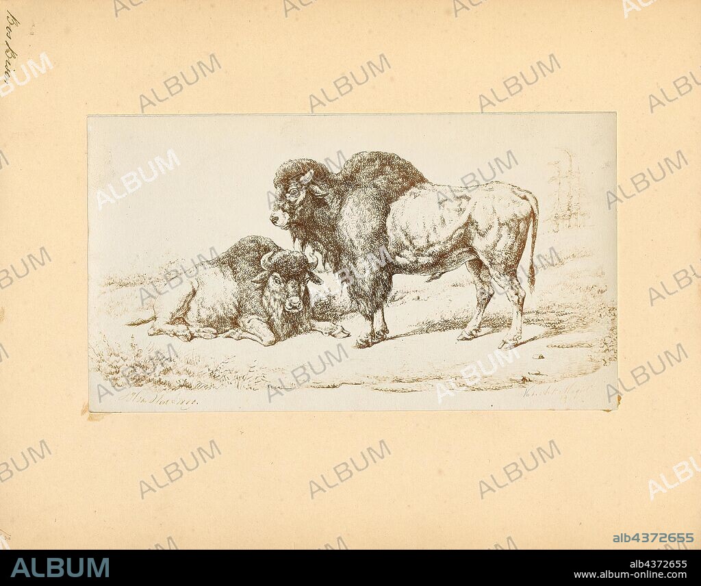 Bos bison, Print, Bos is the genus of wild and domestic cattle. Bos can be divided into four subgenera: Bos, Bibos, Novibos, and Poephagus, but these divisions are controversial. The genus has five extant species. However, this may rise to seven if the domesticated varieties are counted as separate species, and nine if the closely related genus Bison is also included. Most modern breeds of domesticated cattle are believed to have originated from the extinct aurochs., 1700-1880.