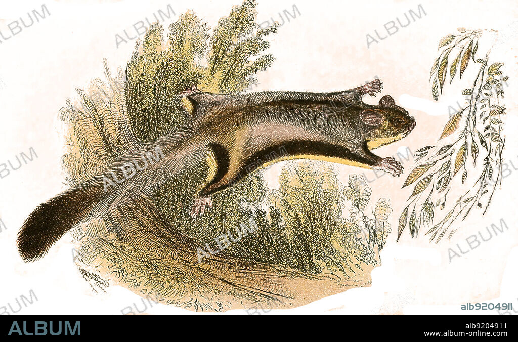 Kurzkopfgleitbeutler, Art der Gleitbeutler, Petaurus breviceps / lesser flying phalanger, sugar glide, Petaurus breviceps, Historisch, historical, digital improved reproduction of an original from the 19th century / digital restaurierte Reproduktion einer Originalvorlage aus dem 19. Jahrhundert, genaues Originaldatum nicht bekannt,.