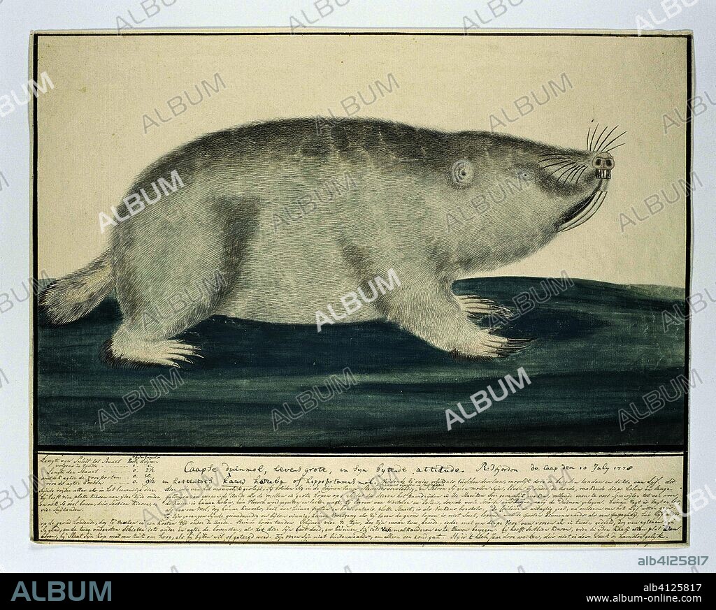 Bathyergus suillus (Cape dune mole-rat). Draughtsman: Robert Jacob Gordon (signed by artist). Dating: 10-Jul-1778. Measurements: h 660 mm × w 480 mm; h 319 mm × w 408 mm; h 254 mm × w 408 mm.