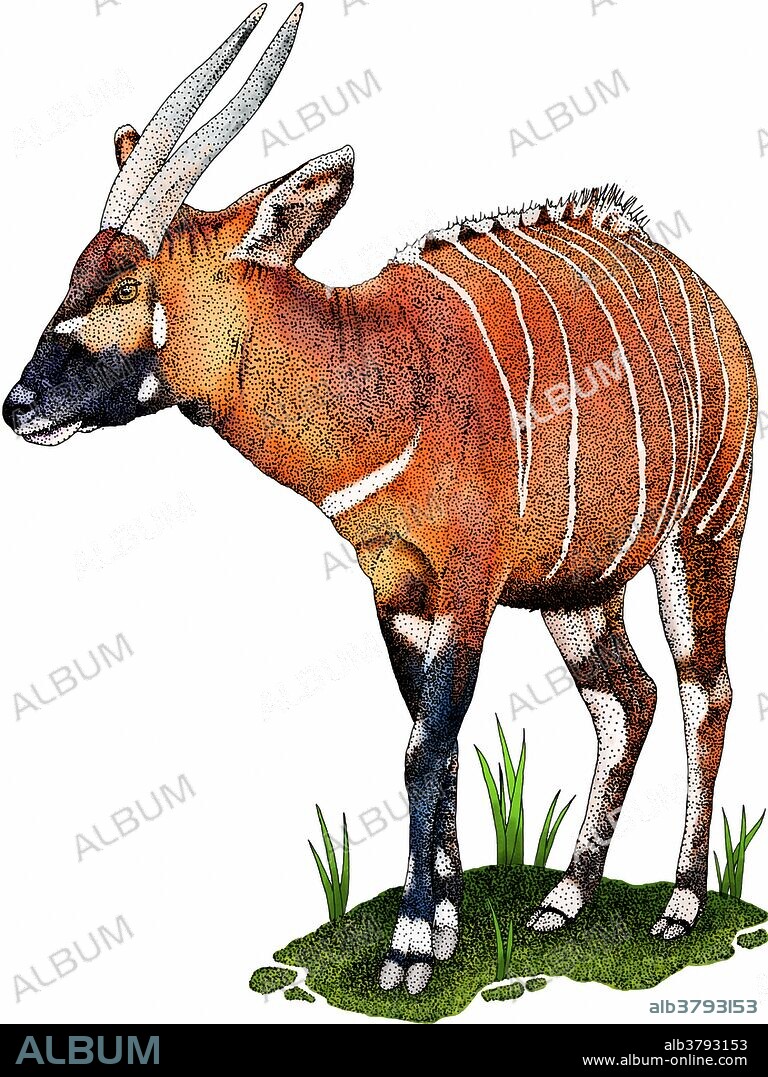 Eastern bongo antelope (Tragelaphus eurycerus isaaci), an endangered species from central Africa.