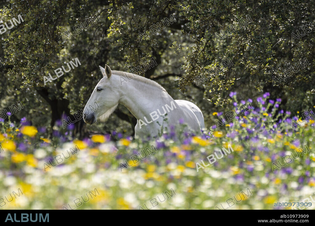 horses in a sea of flowers, Aracena Circular Trail - Monte San Miguel - Aracena - PR-A 49, Cortijo Monte San Miguel, El Parralejo livestock farm, Huelva, Andalusia, Spain.