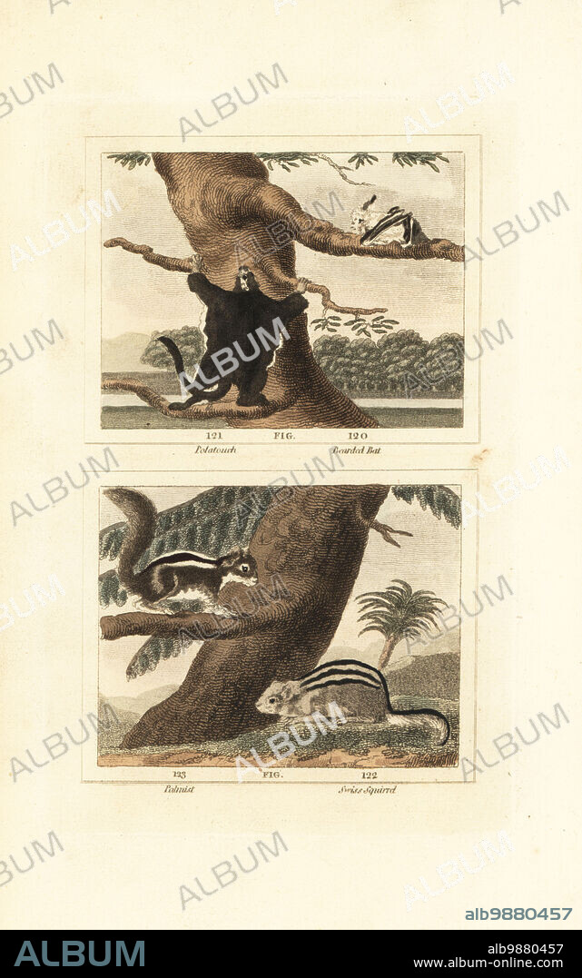 Southern flying squirrel or polatouch, Glaucomys volans 121, hairy long-eared bat or bearded bat, Nycteris hispida 120, Indian palm squirrel or palmist, Funambulus palmarum 123, alpine marmot or Swiss squirrel, Marmota marmota 122. Handcoloured copperplate engraving after Jacques de Seve from James Smith Barrs edition of Comte Buffons Natural History, A Theory of the Earth, General History of Man, Brute Creation, Vegetables, Minerals, T. Gillet, H. D. Symonds, Paternoster Row, London, 1807.