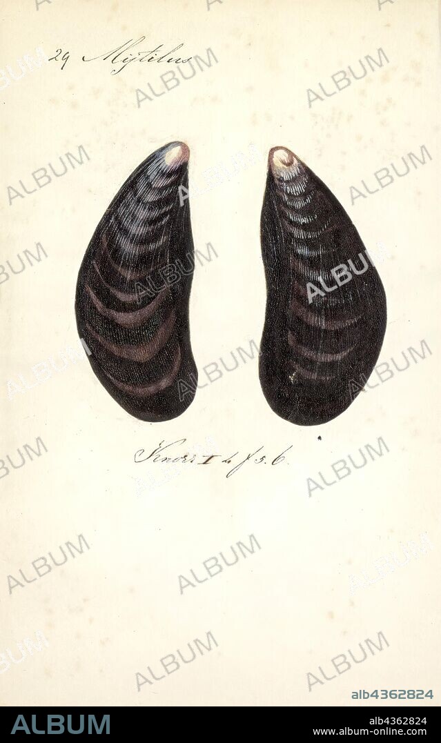 Mytilus edulis, Print, The blue mussel (Mytilus edulis), also known as the common mussel, is a medium-sized edible marine bivalve mollusc in the family Mytilidae, the mussels. Blue mussels are subject to commercial use and intensive aquaculture. A species with a large range, empty shells are commonly found on beaches around the world.