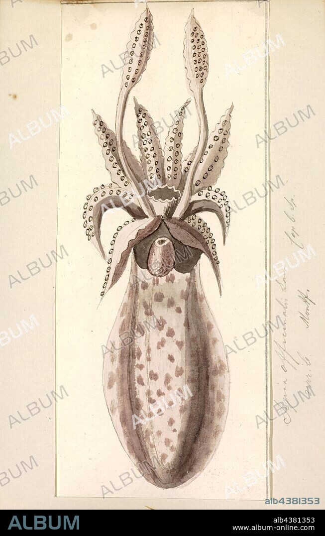 Sepia officinalis, Print, The common cuttlefish or European common cuttlefish (Sepia officinalis) is one of the largest and best-known cuttlefish species. They are a migratory species that spend the summer and spring inshore for spawning and then move to depths of 100 to 200m during autumn and winter. They grow to 49 cm in mantle length (ML) and 4 kg in weight. Animals from subtropical seas are smaller and rarely exceed 30 cm in ML.