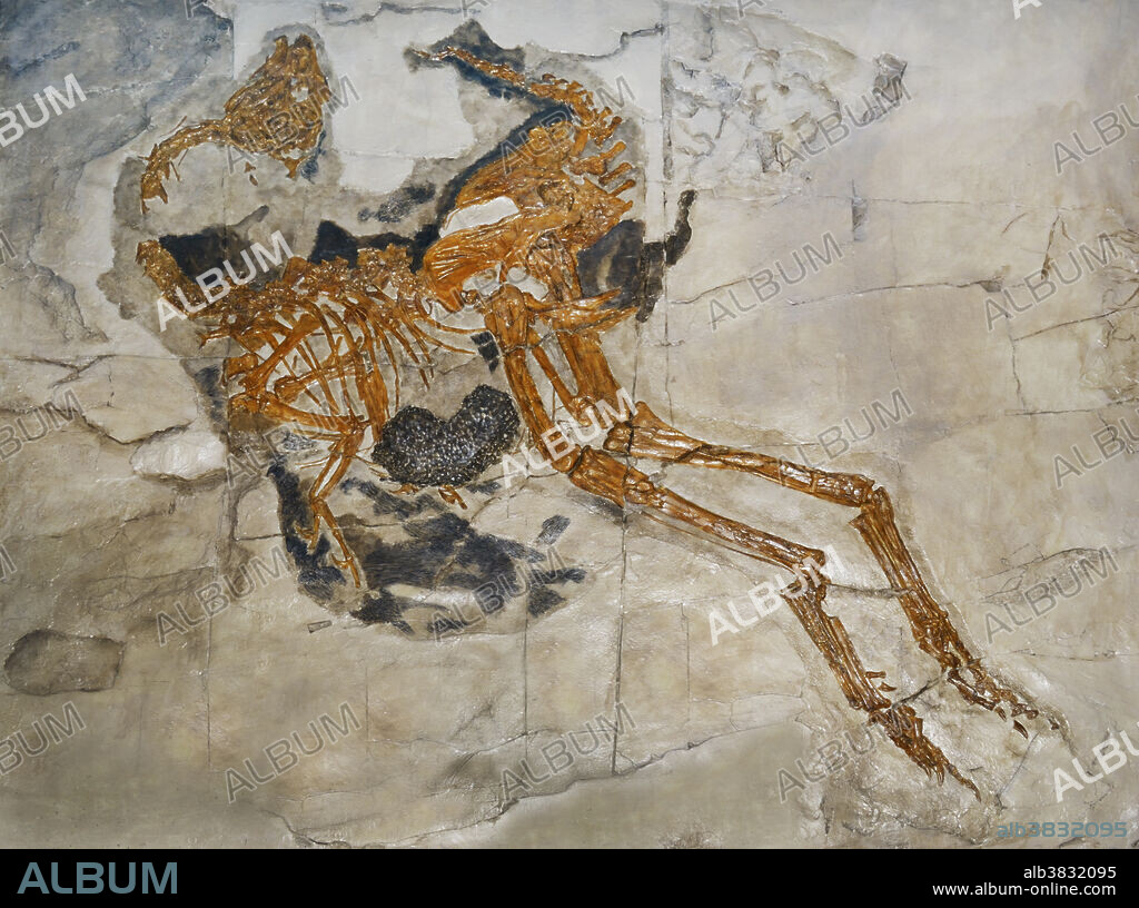 Caudipteryx zoui, the first non-bird dinosaur fossil found with modern feathers, from the early Cretaceous (139-122 million years ago) in Liaoning Province, China. Discovered by Chinese, Canadian and American palaeontologists in 1998, this species was the first dinosaur found to have modern feathers (small filaments coming off a central shaft). Feather imprints are visible in the black area around the end of the forelimb.