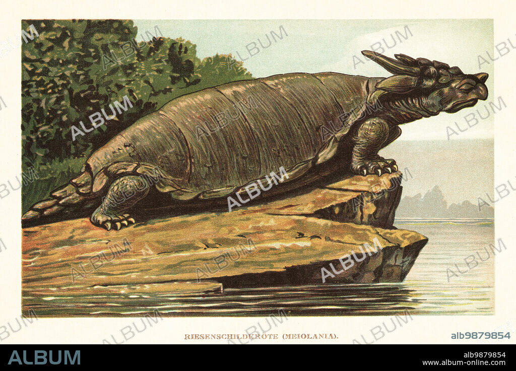 Meiolania species, extinct genus of stem-turtle from the Middle Miocene to Late Pleistocene/Holocene. Riesenschildkrote, Meiolania. Colour printed illustration by F. John from Wilhelm Bolsches Tiere der Urwelt (Animals of the Prehistoric World), Reichardt Cocoa company, Hamburg, 1908.