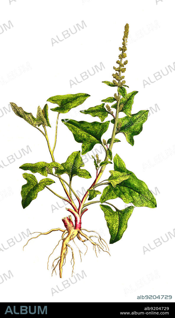 Gute Heinrich, Blitum bonus-henricus, Chenopodium bonus-henricus L., auch Grüner Heinrich und Wilder Spinat / Blitum bonus-henricus, syn. Chenopodium bonus-henricus, also called Good-King-Henry, poor-man's asparagus, perennial goosefoot, Lincolnshire spinach, Markery, English mercury, or mercury goosefoot, historical, digital improved reproduction of an original from the 19th century / digital restaurierte Reproduktion einer Originalvorlage aus dem 19. Jahrhundert, genaues Originaldatum nicht bekannt.