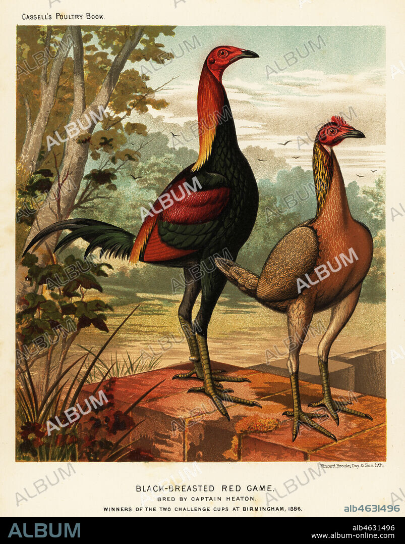 Black-breasted red game birds, Gallus gallus domesticus, bred by Captain Heaton, winners of the two challenge cups at Birmingham 1886. Chromolithograph by Vincent Brooks Day & Son after an illustration by J.W. Ludlow from Lewis Wrights The Illustrated Book of Poultry, Cassell, London, 1890.