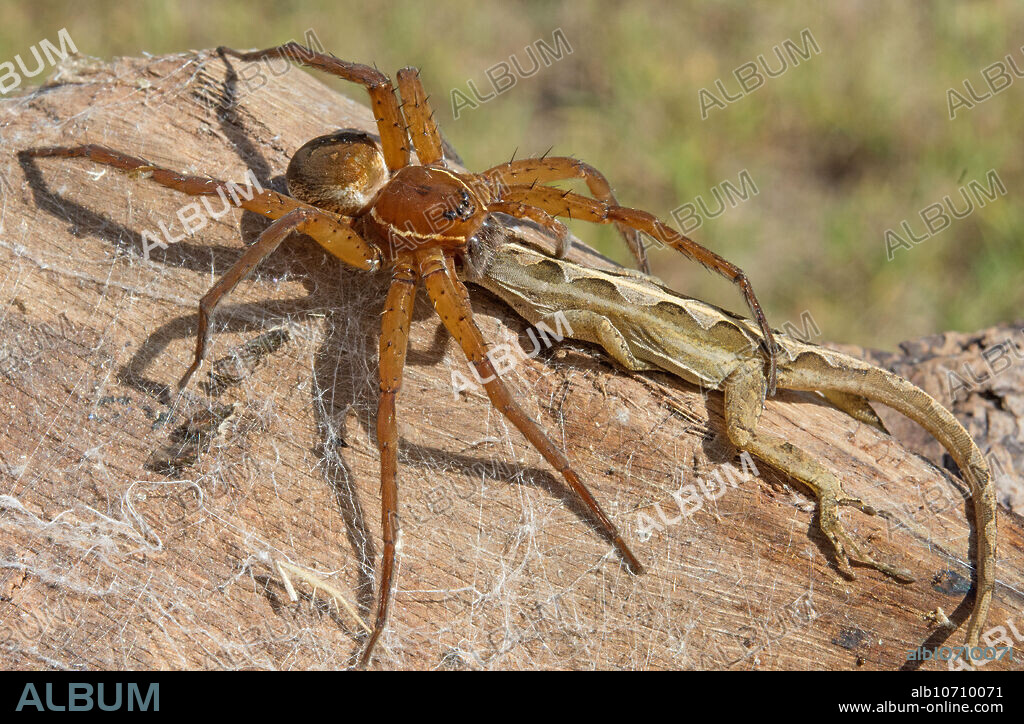 Six-spotted Fishing Spider (Dolomedes triton), eating brown anole (Anolis sagrei). DeLand, FL, USA, in November.