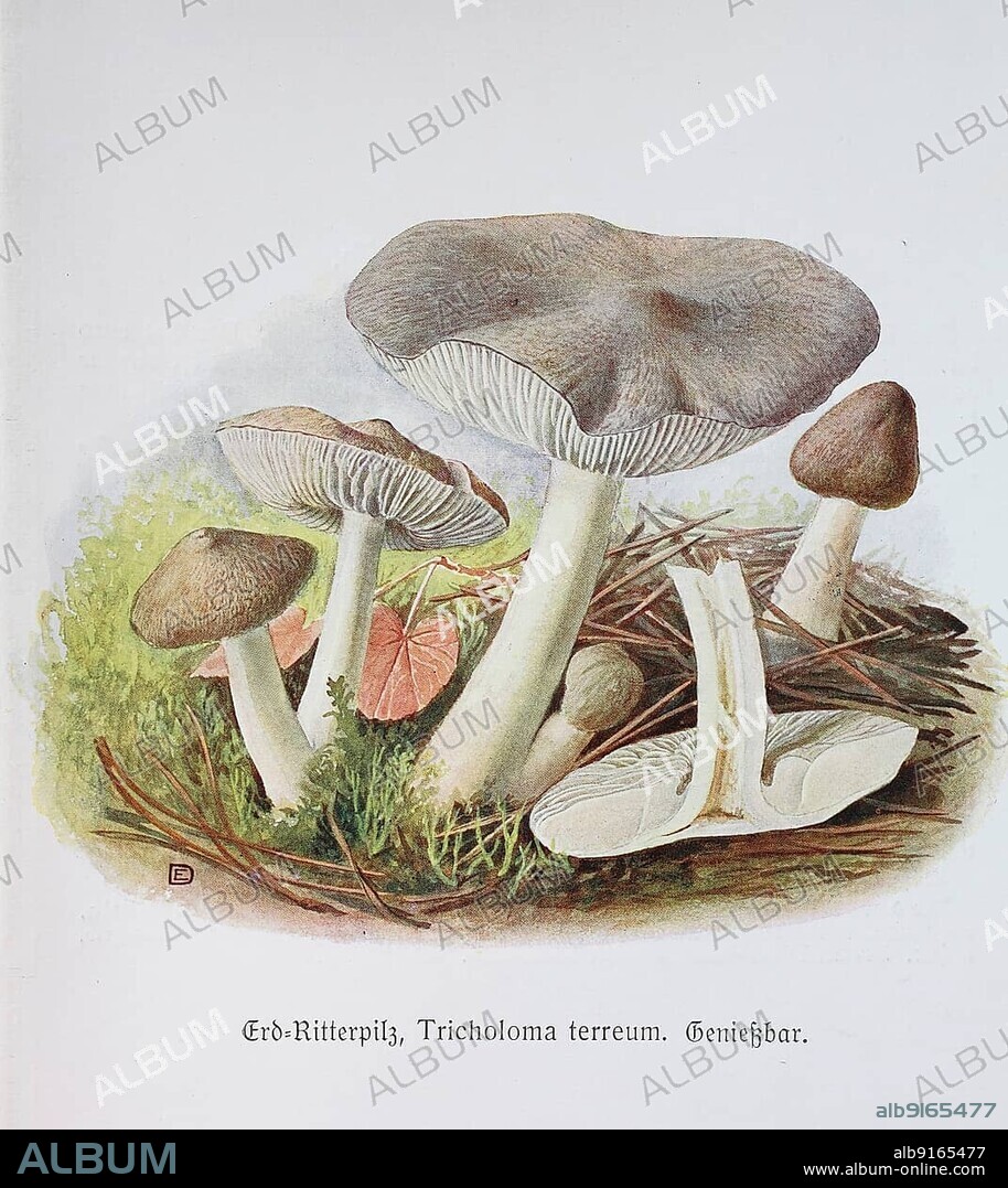 Mushroom, grey knight (Tricholoma terreum), Historical, digitally restored reproduction of an illustration by Emil Doerstling (1859-1940).