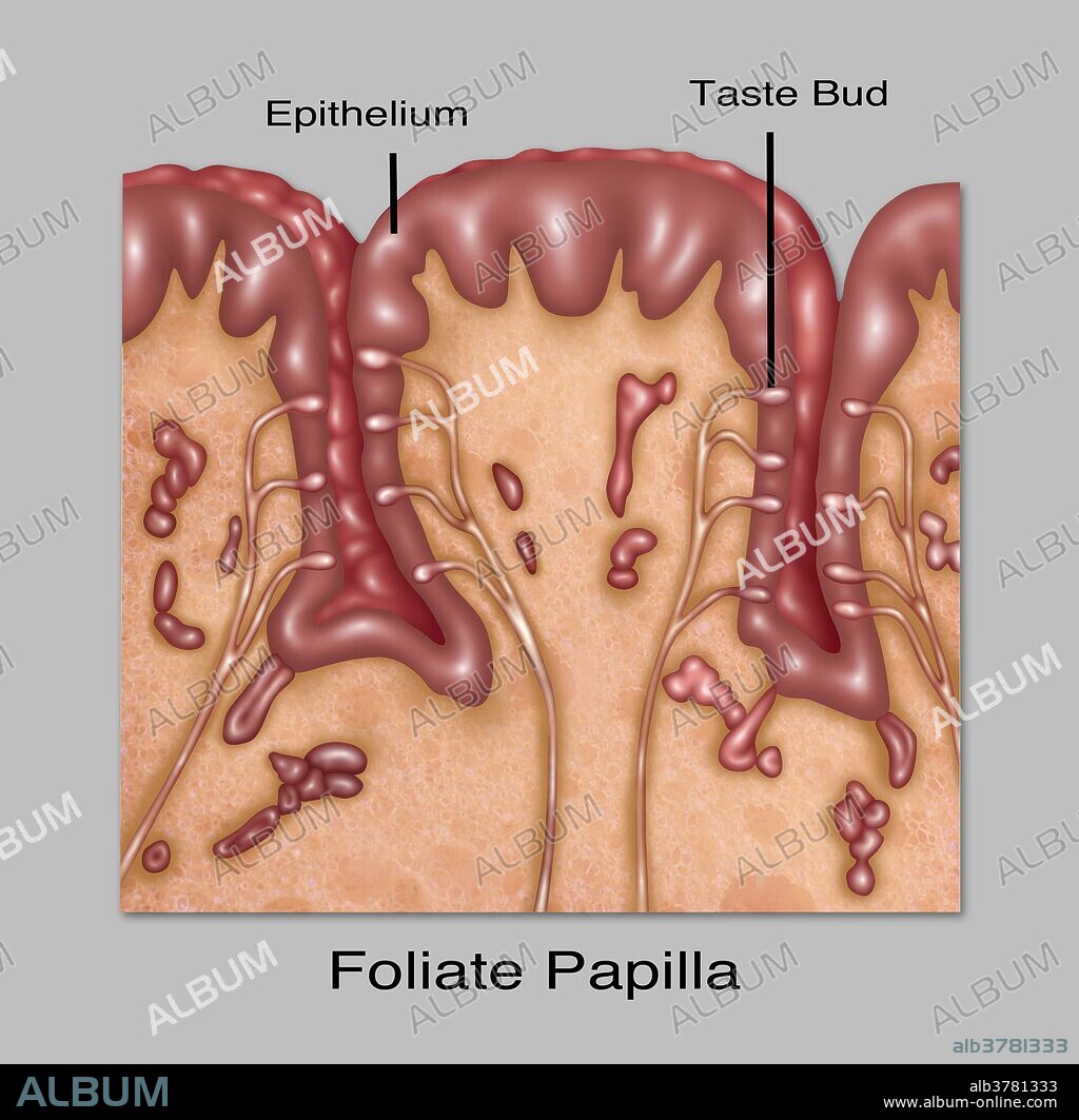 Foliate Papillae, Illustration