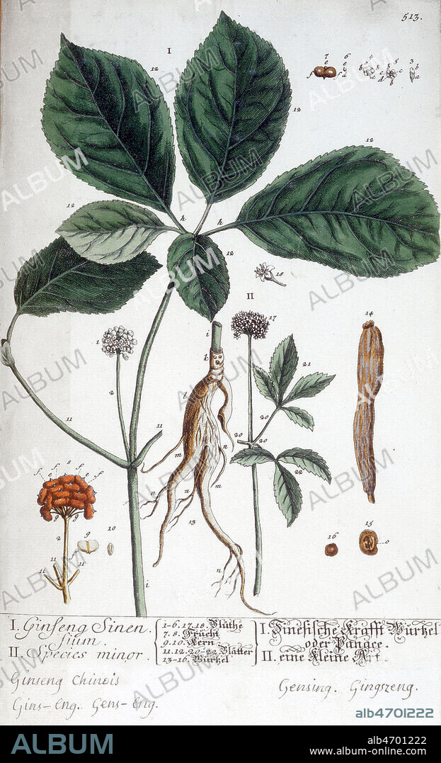 GINSENG , planche botanique milieu 18eme. Planche in "A Curious Herbal containing five hundred cuts of the most useful plants, which are now used in the practice of physick, to which is added a short description of ye plants and their common uses in physick. MS. notes to the plates." ecrit et illustre par Elizabeth Blackwell. (Londres, 1737) Planche botanique, gravure coloriee, fin 18eme siecle , XVIIIE s. in : Herbarium Blackwellianum, Nuremberg, 1757, reedition allemande de : A curious herbal, d'Elizabeth Blackwell (1707-1758) Angleterre, 1737, utilisé en son temps par les etudiants en medecine comme l'ouvrage de reference sur les plantes medicinales. Credit COllection Grob/Kharbine Tapabor.
