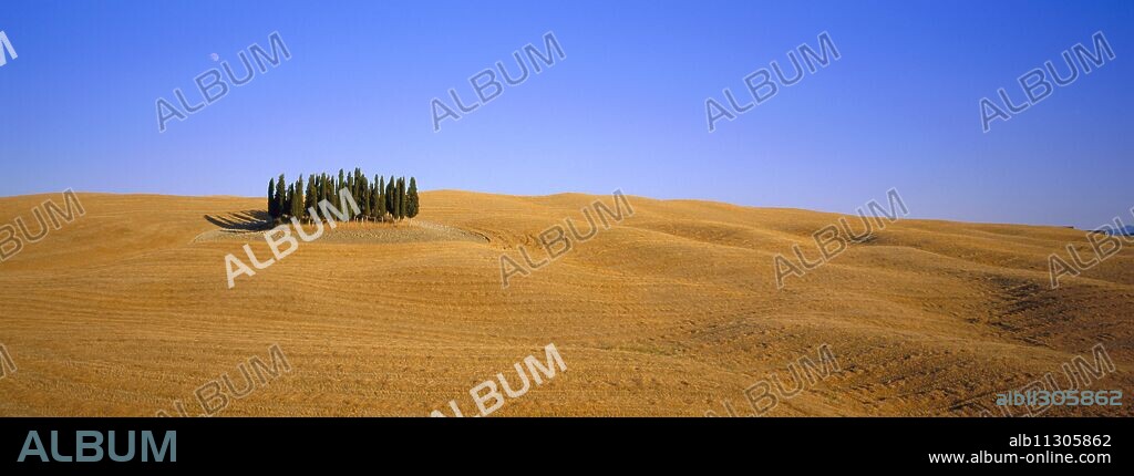 Copse of Cypress trees, Orcia Valley, Siena region, Tuscany, Italy.