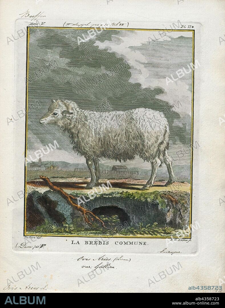 Ovis aries, Print, Domestic sheep (Ovis aries) are quadrupedal, ruminant mammals typically kept as livestock. Like most ruminants, sheep are members of the order Artiodactyla, the even-toed ungulates. Although the name sheep applies to many species in the genus Ovis, in everyday usage it almost always refers to Ovis aries. Numbering a little over one billion, domestic sheep are also the most numerous species of sheep. An adult female sheep is referred to as a ewe, an intact male as a ram or occasionally a tup, a castrated male as a wether, and a younger sheep as a lamb., 1700-1880.
