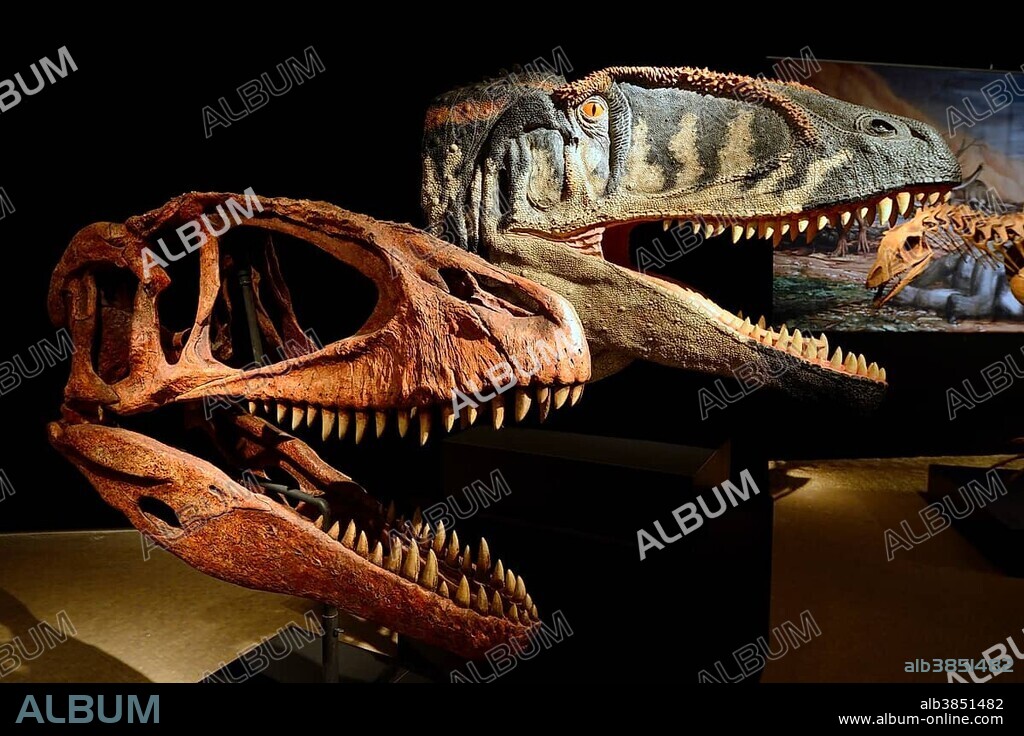 Skull and reconstruction of a carnivorous carcharodontosaurid dinosaur (Carcharodontosaurus saharicus), Naturkundemuseum, Natural history museum, Berlin, Germany