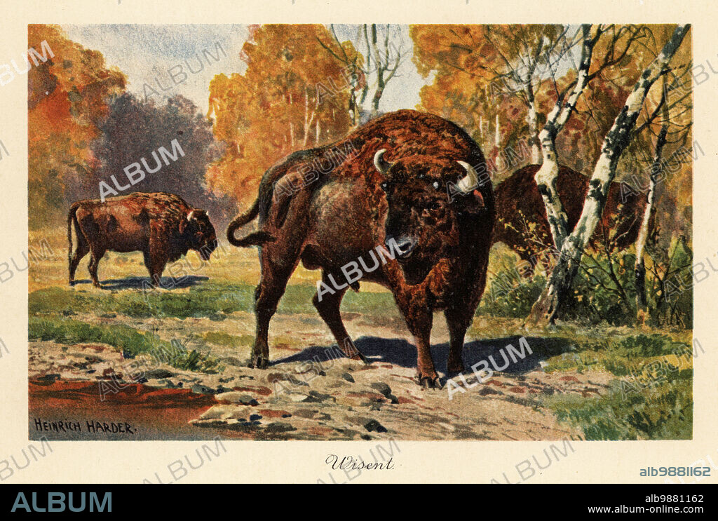 European bison or zubr in a forest clearing. The wisent, European bison or zubr, Bison bonasus, is a vulnerable species of Eurasian bison. Colour printed illustration by Heinrich Harder from Wilhelm Bolsches Tiere der Urwelt (Animals of the Prehistoric World), Reichardt Cocoa company, Hamburg, 1908. Heinrich Harder (1858-1935) was a German landscape artist and book illustrator.
