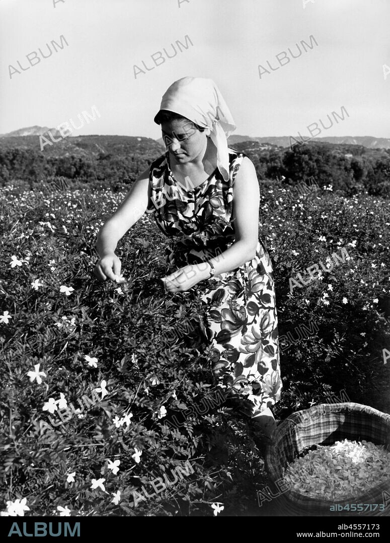 Harvesting of jasmine flowers near reggio calabria. calabria. Italy 1965.