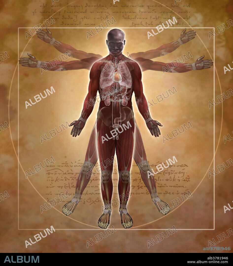This illustration pays homage to the famous drawing "Vitruvian Man" by Leonardo Da Vinci. In the drawing, Da Vinci portrays the proportions of man, or the "Canon of Proportions." The drawing is based on the correlations of ideal human proportions with geometric proportions described by the ancient Roman architect Vitruvius in his treatise "De Architectura." Vitruvius described the human figure as being the principal source of proportion among the classical orders of architecture. Additional elements in this illustration include a representation of the major organs of the human body.
