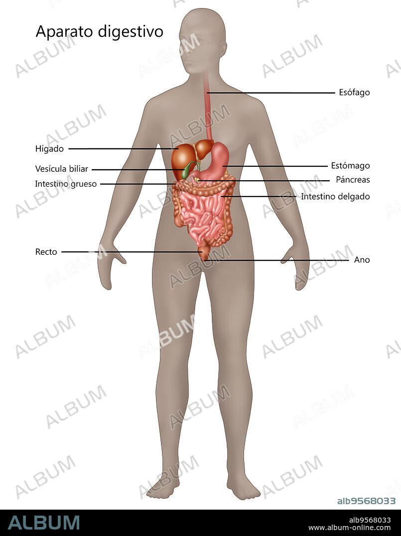 Illustration of the digestive system in the male anatomy. Digestion is the process by which food is broken down into small enough components to enter the blood stream. Pictured here are the mouth and esophagus, the stomach, the liver, spleen, pancreas, gallbladder, small intestine, the duodenum, and large intestine.