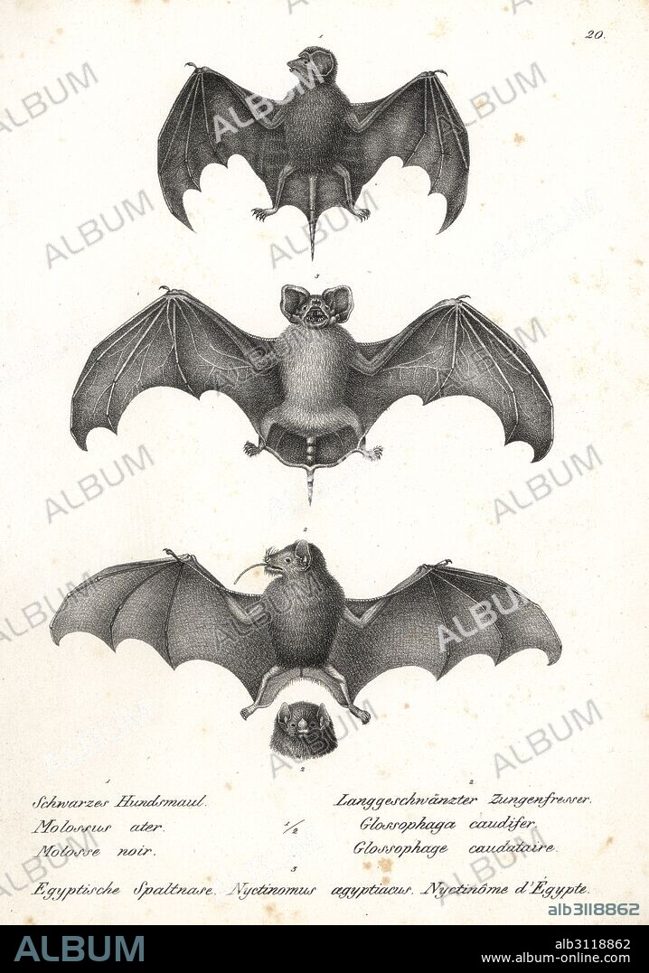 Black mastiff bat, Molossus rufus 1, tailed tailless bat, Anoura caudifer 2, and Egyptian nyctinomus, Nyctinomus aegyptiacus 3. Lithograph by Karl Joseph Brodtmann from Heinrich Rudolf Schinz's Illustrated Natural History of Men and Animals, 1836.