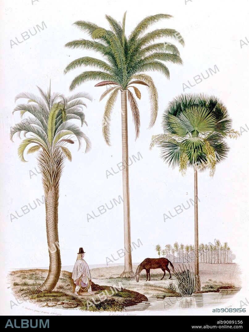 three species of Argentinian Palm trees, Cocos Yatai, Cocos Australis and Copernica Cerifera.