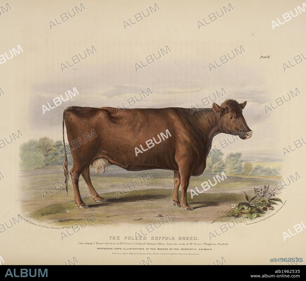 WILLIAM NICHOLSON and DAVID LOW. The Polled Suffolk Breed. The Breeds of the Domestic Animals ... London, 1842. Source: 578.m.32, part 2, plate IX.
