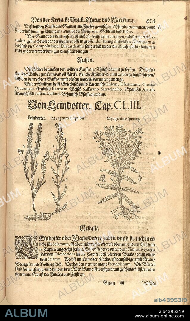Two kinds Myagrum some of the myagi, Leindotter, Fol. 454r, 1590, Pietro Andrea Mattioli, Joachim Camerarius: Kreuterbuch desz hochgelehrten unnd weitberühmten Herrn D. Petri Andreae Matthioli. Franckfort am Mayn: [Feyrabendt], 1590.