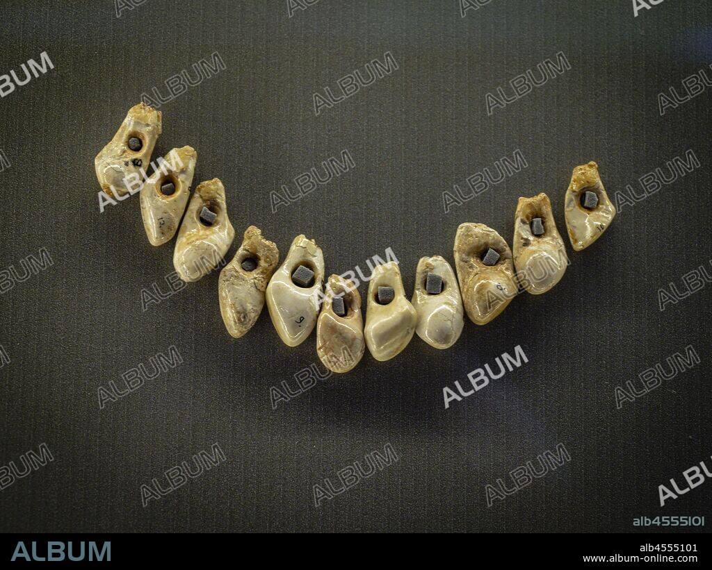 dientes perforados, , cueva de Bolinkoba, Abadiño, Arkeologi Museoa, museo aqueologico, Bilbao, Bizkaia, Pais Vasco, Spain.