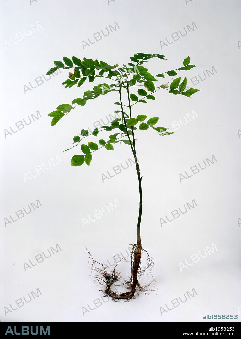 FALSA ACACIA ó ROBINIA. (Robinia pseudoacacia). Arbol de la familia papilionáceas.
