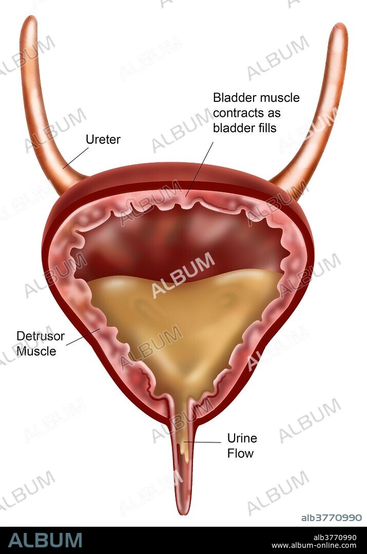 Bladder