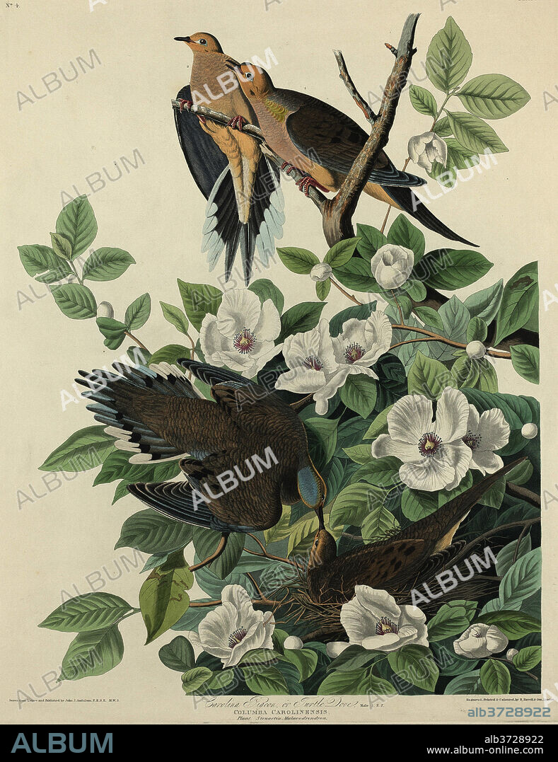 ROBERT HAVELL AFTER JOHN JAMES AUDUBON. Carolina Pigeon or Turtle Dove. Dated: 1827. Medium: hand-colored etching and aquatint on Whatman paper.