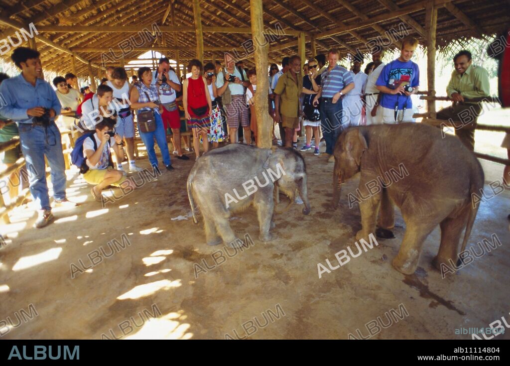 Pinnawala elephant orphanage, Sri Lanka, Asia.