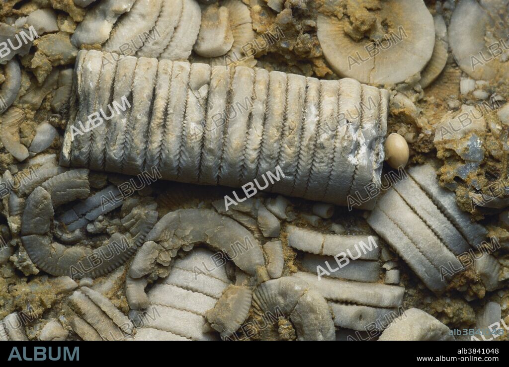 Crinoid Fossil Stems