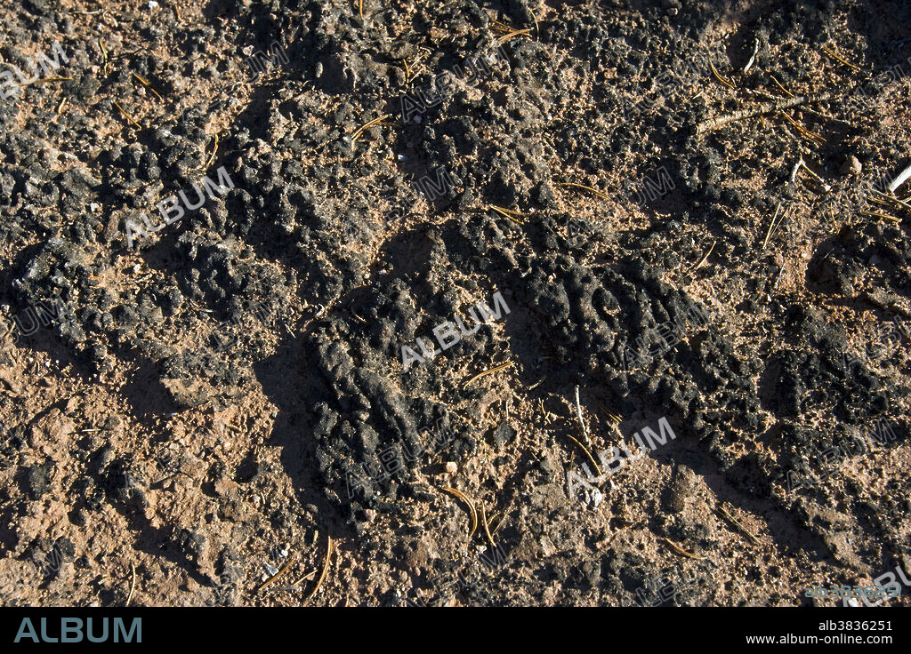 Cryptobiotic Soil, Canyonlands, Utah. Biological soil crusts are important components of desert ecosystems. They are a mix of organisms and their metabolic by-products, including cyanobacteria, bacteria, liverworts, green and brown algaes, lichens and fungi. They help plants by stabilizing sand and dirt, preventing erosion, retaining water, and fixing atmospheric nitrogen.