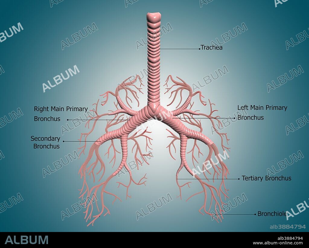 Digital illustration showing the structure of the bronchus and bronchial tubes. These pathways carry air into the lungs and carbon dioxide out.