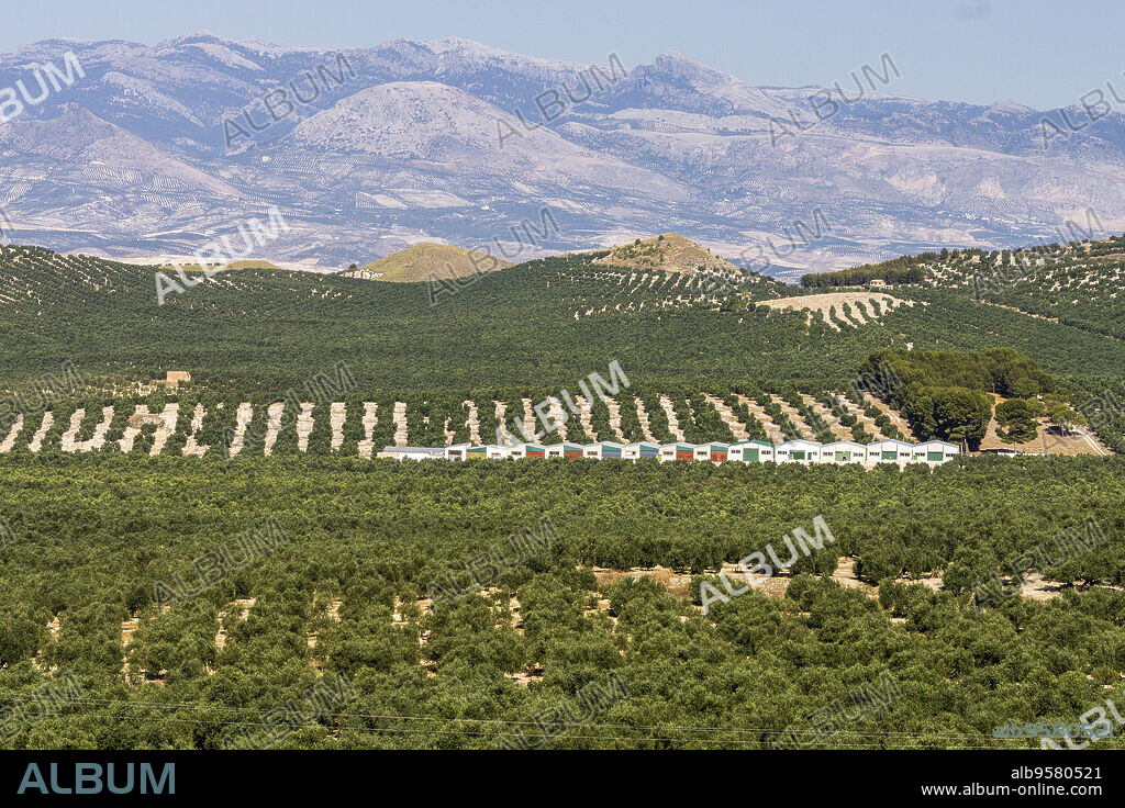 olivares de la loma de Ubeda, Jaen, Andalucia, spain, europe.