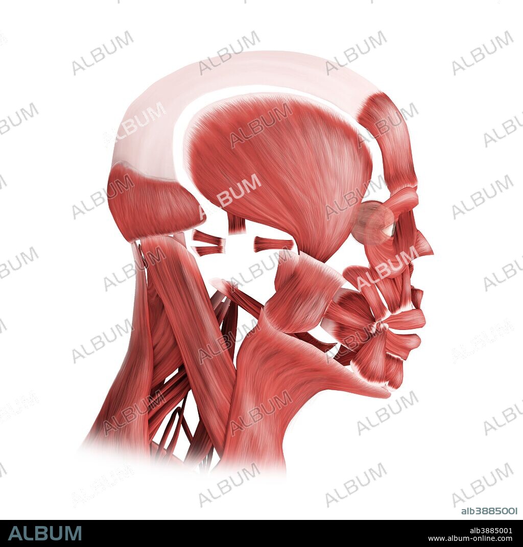 Medical illustration of male facial muscles, side view.