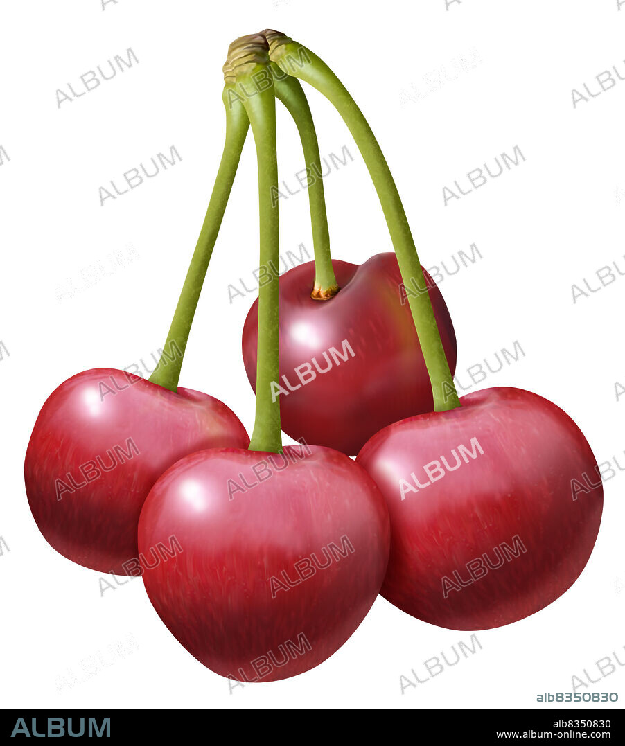 The Morello is a smaller variety of the sour cherries; these varieties are more often cooked than eaten raw.