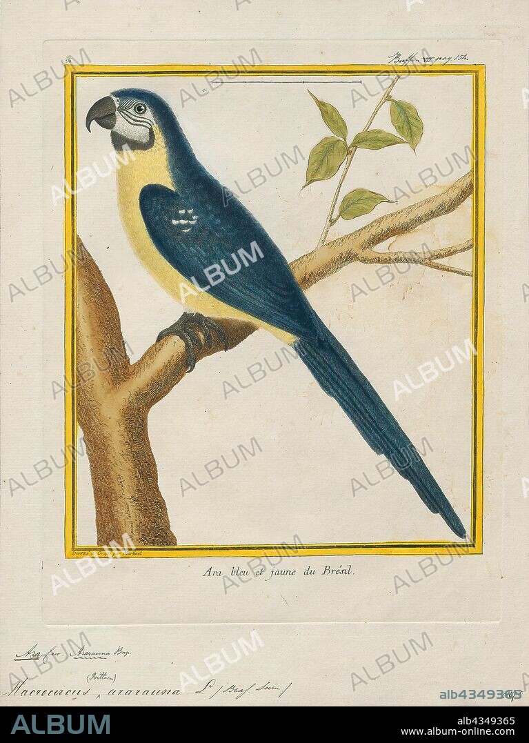 Ara ararauna, Print, The blue-and-yellow macaw (Ara ararauna), also known as the blue-and-gold macaw, is a large South American parrot with mostly blue top parts and light orange underparts, with gradient hues of green on top of its head. It is a member of the large group of neotropical parrots known as macaws. It inhabits forest (especially varzea, but also in open sections of terra firme or unflooded forest), woodland and savannah of tropical South America. They are popular in aviculture because of their striking color, ability to talk, ready availability in the marketplace, and close bonding to humans., 1700-1880.