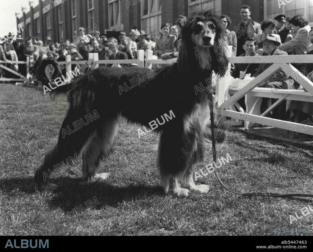 Shaggy Dog: Here is an Afghan hound. Police believe that the Kilmore ***** may be an Afghan hound which was lost in the ***** This one is Afghan of ***** photographed today at he Royal Show. New search, but no "lioness" - Broadford police searched the Hume Highway north of Kilmore for hours early today after received a second report that a "lioness" had been the sighted in the area. The only animal they saw was a red setter. A Melbourne-bound motorist telephoned D.24 just before midnight and reported that he saw on the road an animal about 7 ft. long. The man would not give his name but said he was a justice of the peace. The animal, he said, did not appear afraid of the car, and ***** off the road slowly ***** September 30, 1954.
