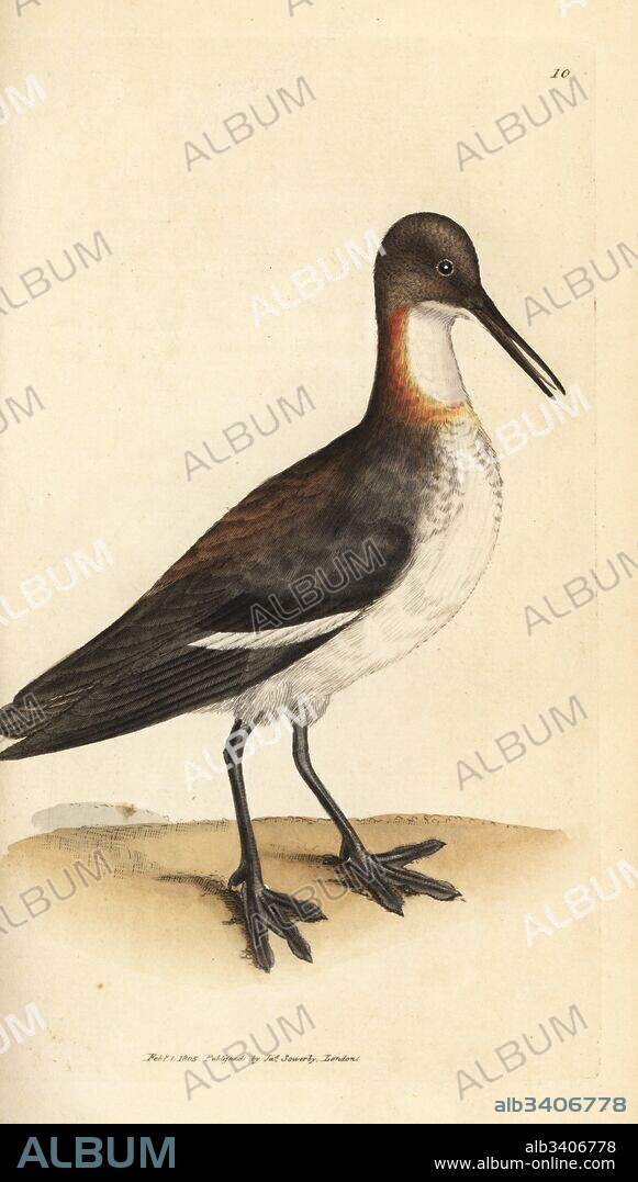 Red-necked phalarope, Phalaropus lobatus (Phalaropus hyperboreus). Handcoloured copperplate engraving by James Sowerby from The British Miscellany, or Coloured figures of new, rare, or little known animal subjects, London, 1804.