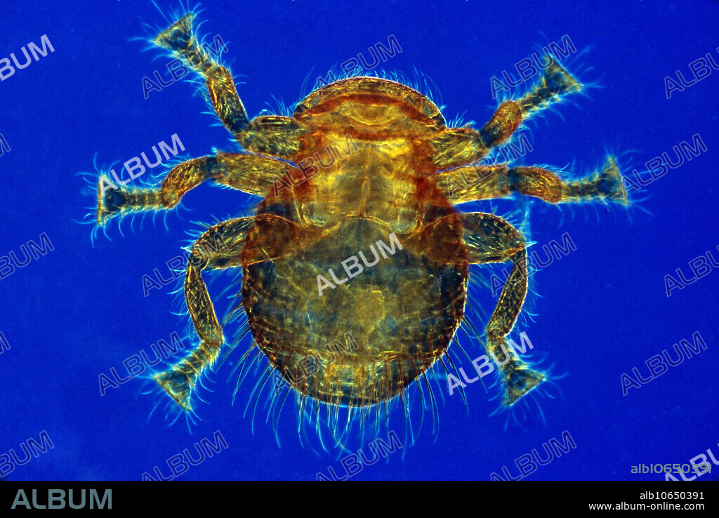 Bee louse (Braula coeca). This wingless fly is a parasite of the honeybee (Apis mellifera). It attaches itself to the body of the bee where it feeds on food from the bee's mouth. Magnification 15x at 35mm.